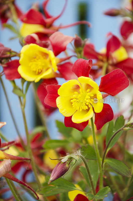 在巴塔哥尼亚的Aquilegia Caerulea花